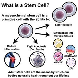 stemcell
